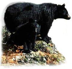 De Russische beer symbool van Rusland